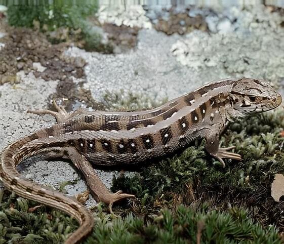 Sand Lizard Sand Lizard