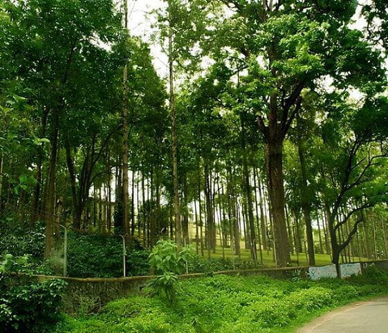 Sandalwood Tree