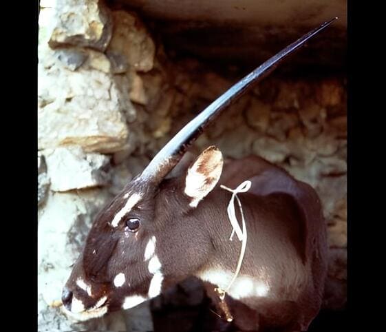 Saola
