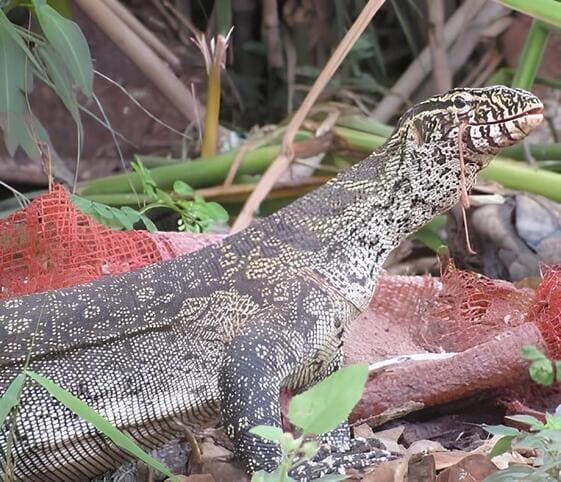 Savannah Monitor Savannah Monitor