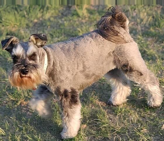 Schauzer Dog