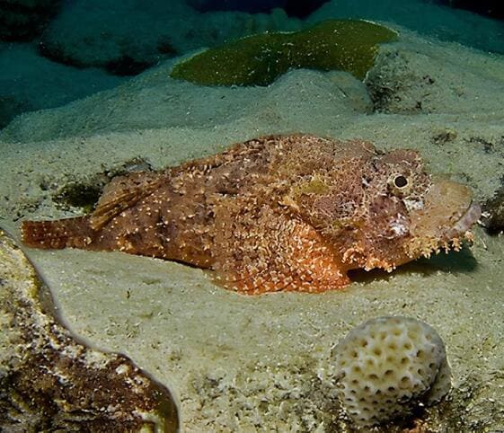 Scorpion Fish Scorpion Fish