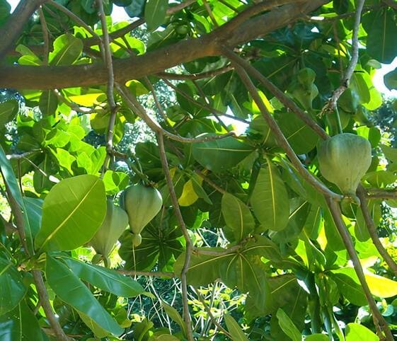 Sea Poison Tree