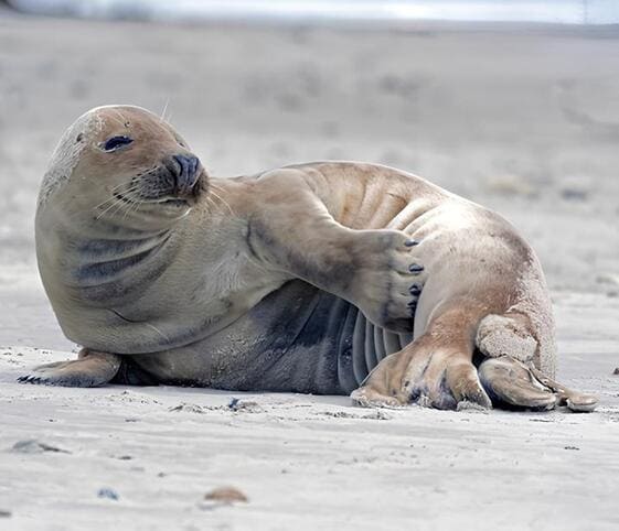 Seal Seal