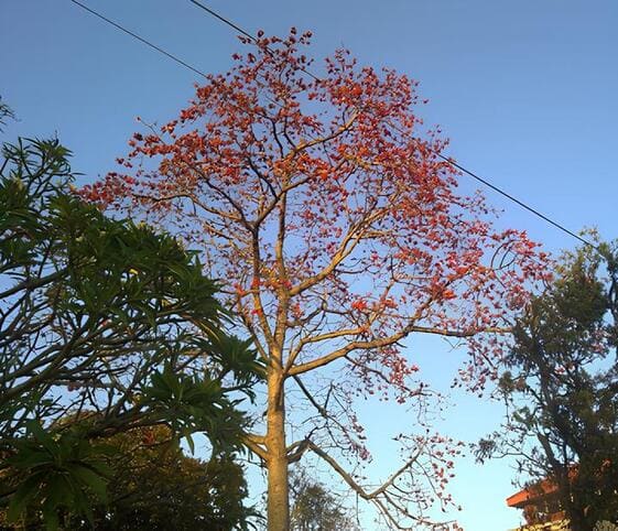 Semal Tree
