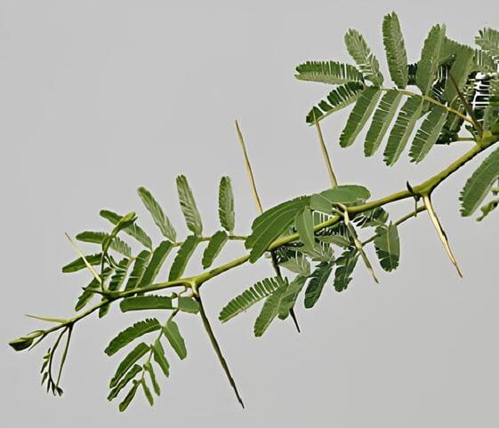 Shailendra Tree