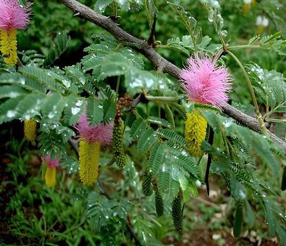 Shami Tree