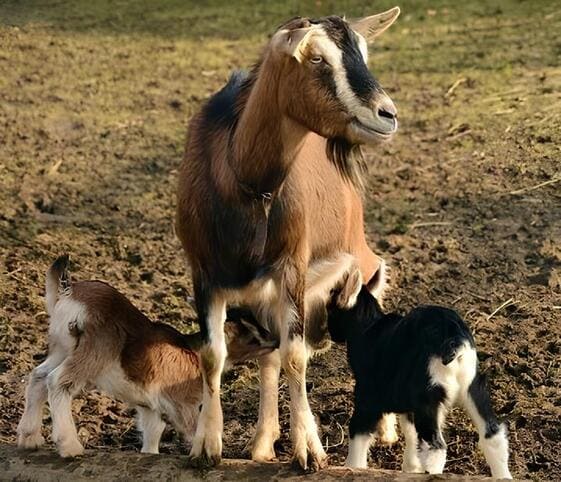 She-goat