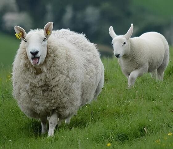 Sheep or Ram
