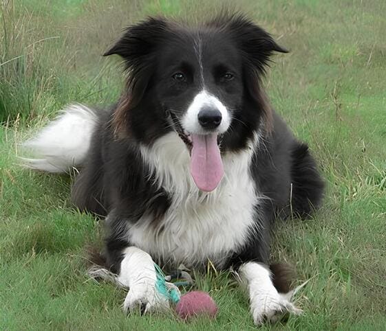 Sheepdog