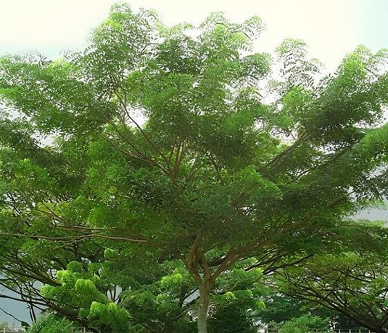 Shisham Tree