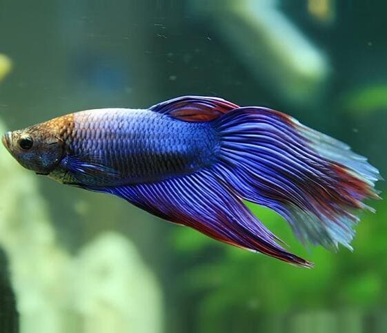 Siamese Fighting Fish Siamese Fighting Fish
