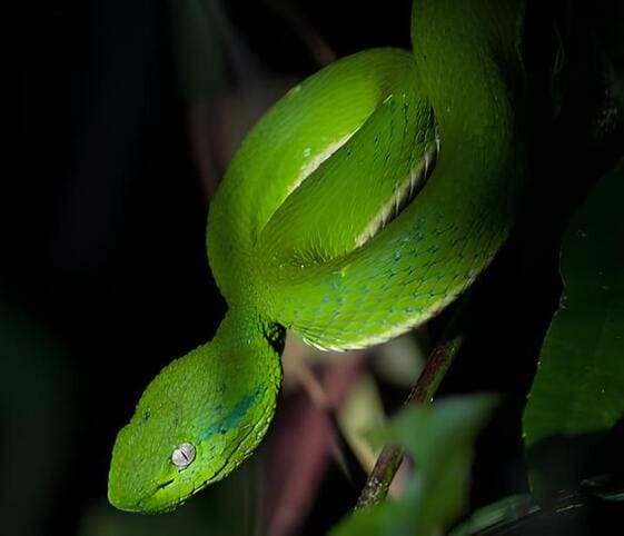 Side-Striped Palm-Pit Viper Side-Striped Palm-Pit Viper