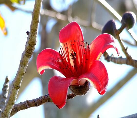 Silk Cotton Flower