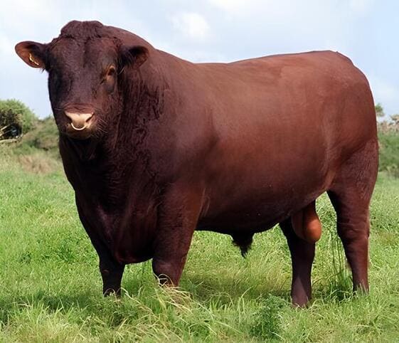 Sire