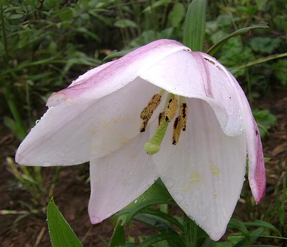 Siroi Lily