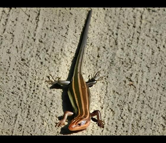 Skink Skink