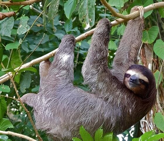 Sloth