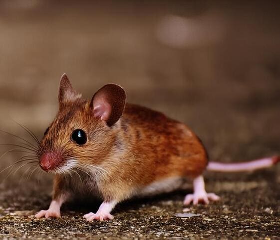Small Mouse