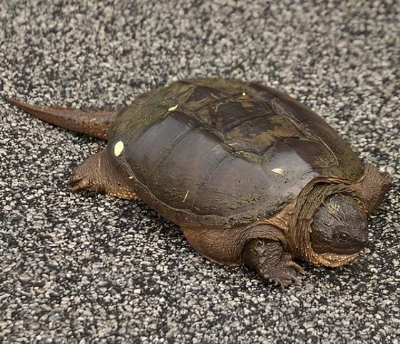 Snapping Turtle Snapping Turtle