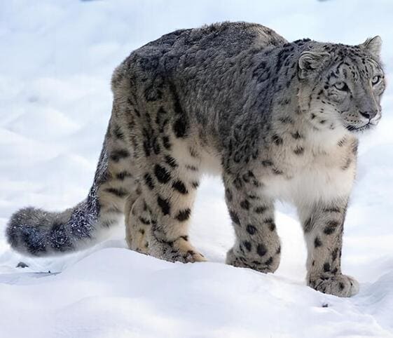 Snow Leopard