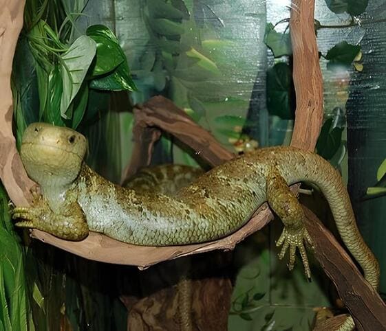 Solomon Island Skink Solomon Island Skink