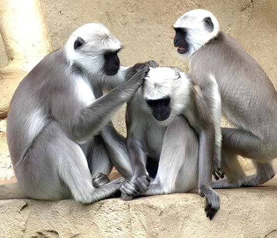 Southern Plains Gray Langurs