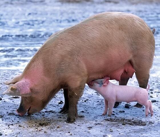 Sow