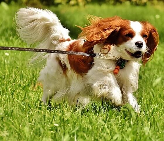 Spaniel