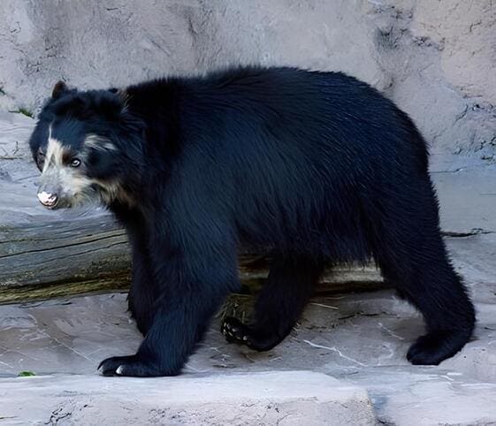 Spectacled Bear