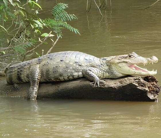 Spectacled Caiman Spectacled Caiman