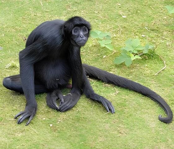 Spider Monkey