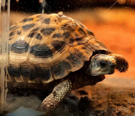 Spider Tortoise Spider Tortoise