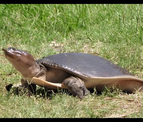 Spiny Soft-shell Turtle Spiny Soft-shell Turtle