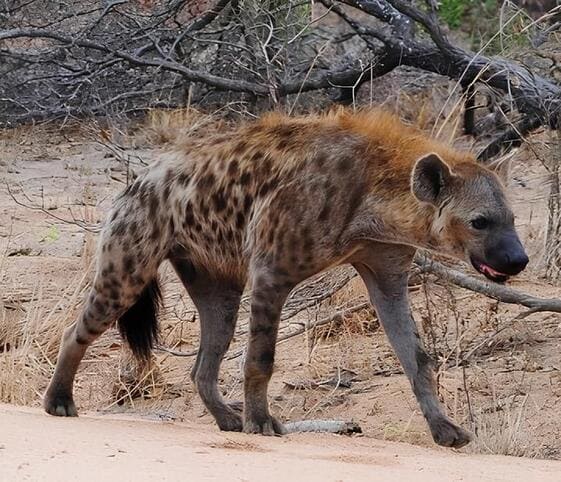 Spotted Hyena