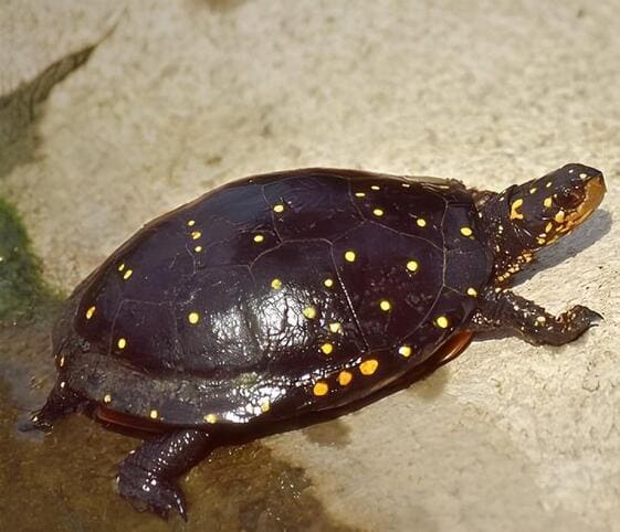 Spotted Turtle Spotted Turtle