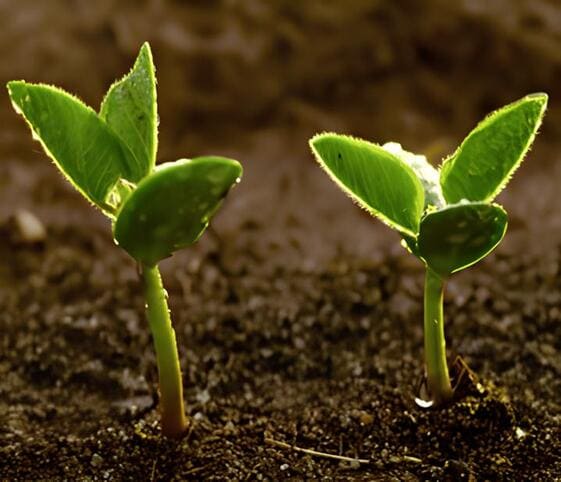 Sprout or Germ