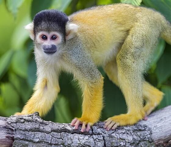 Squirrel Monkey