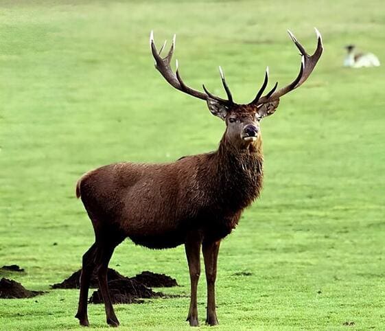 Stag