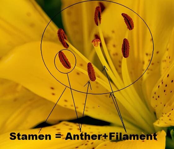 Stamen
