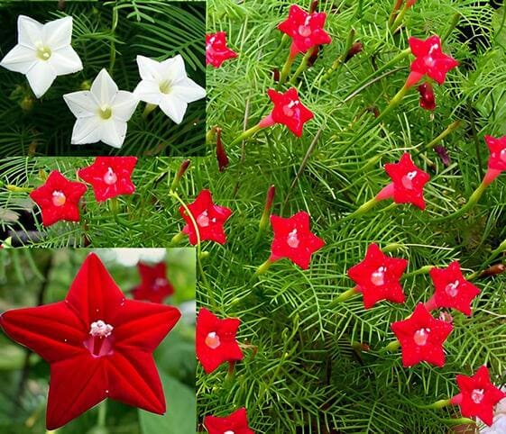 Star Glory Flower
