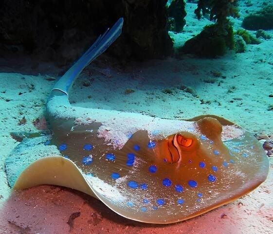 Stingray Stingray