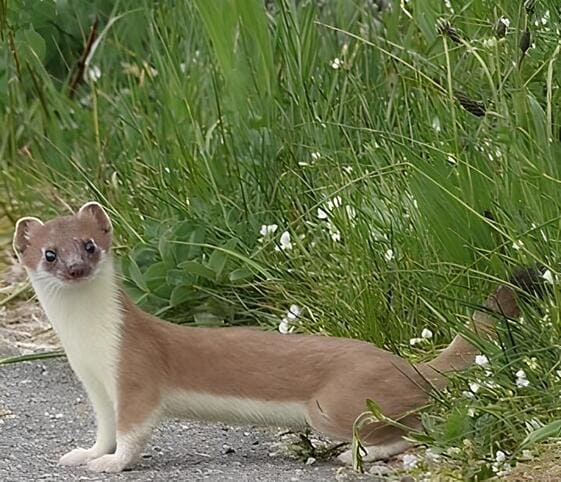 Stoat