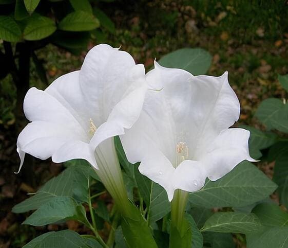 Stramonium Flower