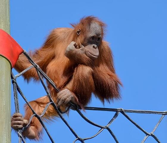 Sumatran Orang Utan