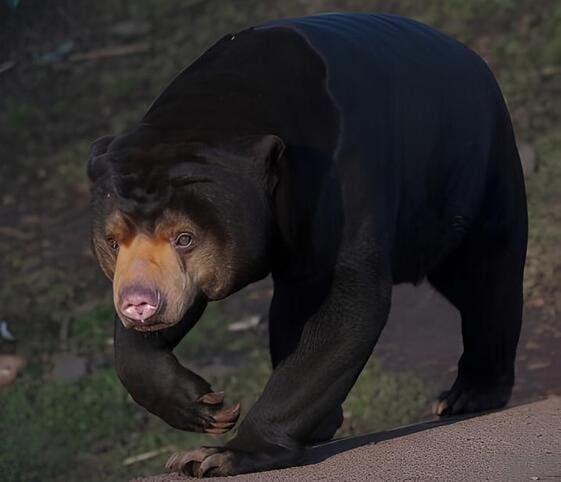 Sun Bear