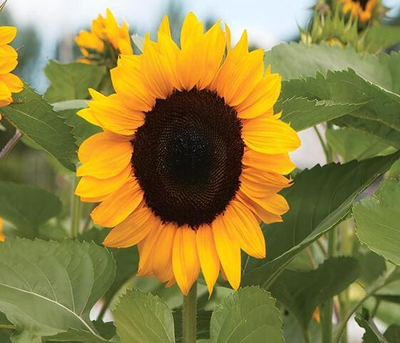 Sunflower