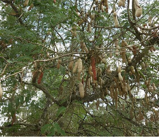 Tamarind Tree