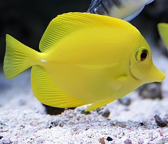Yellow Tang Fish Yellow Tang Fish