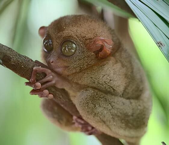 Tarsier